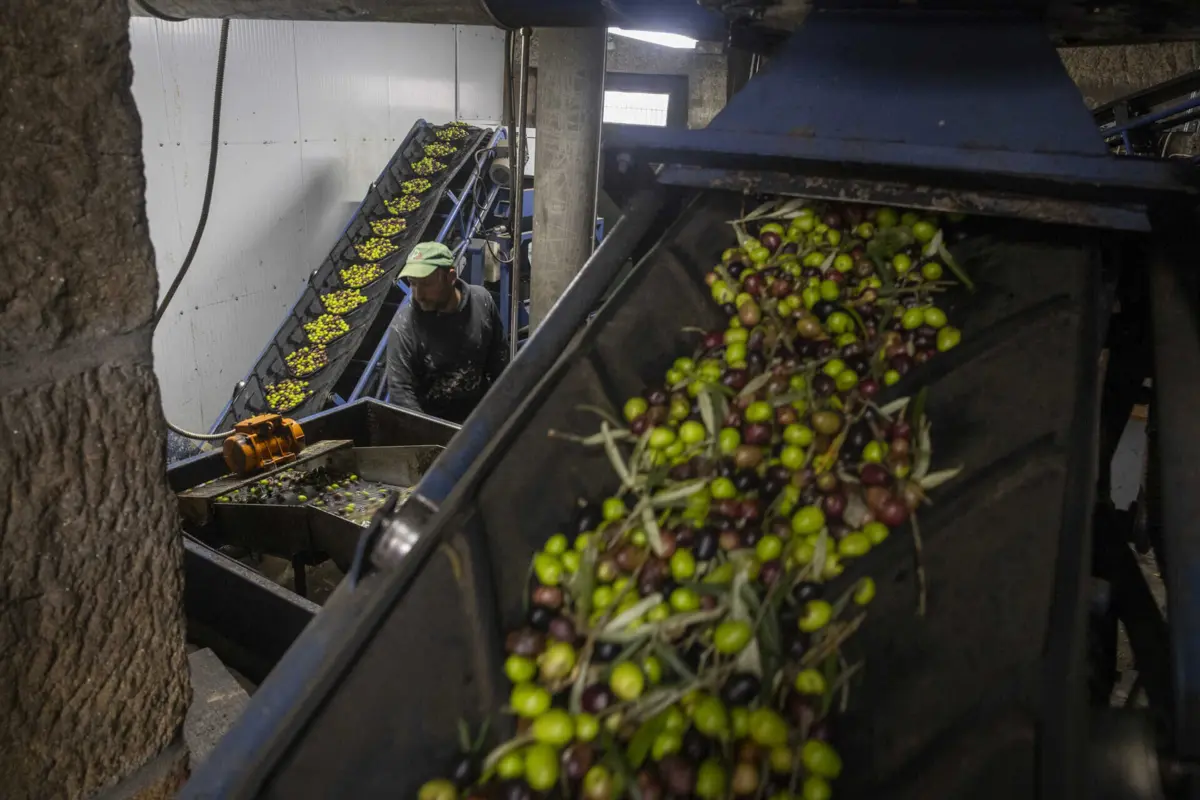 O grau de autoaprovisionamento do azeite em 2022 foi de 198,6%