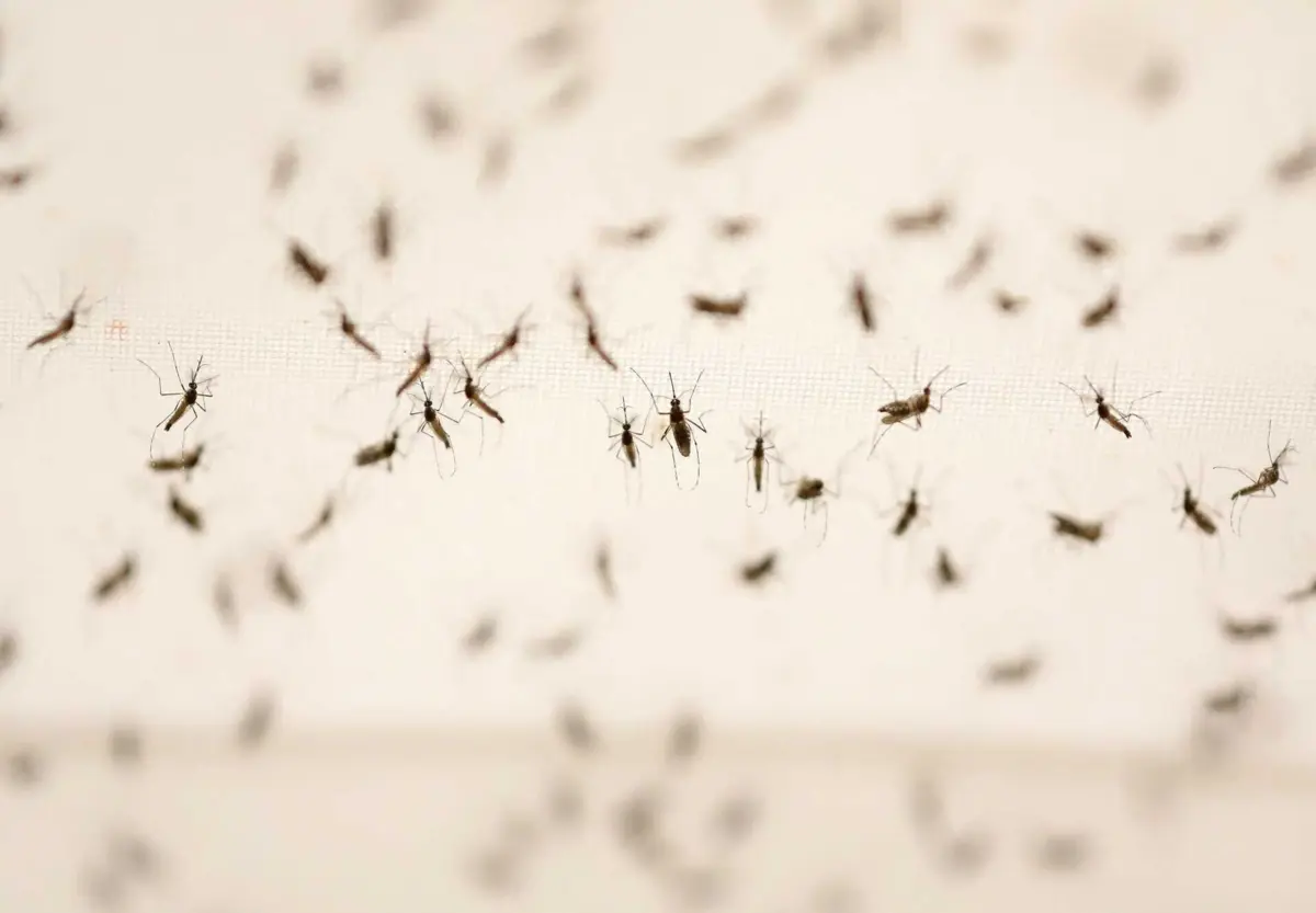 As deteções mais recentes do mosquito invasor em Portugal foram registadas na quarta-feira nos municípios de Cascais e Pombal