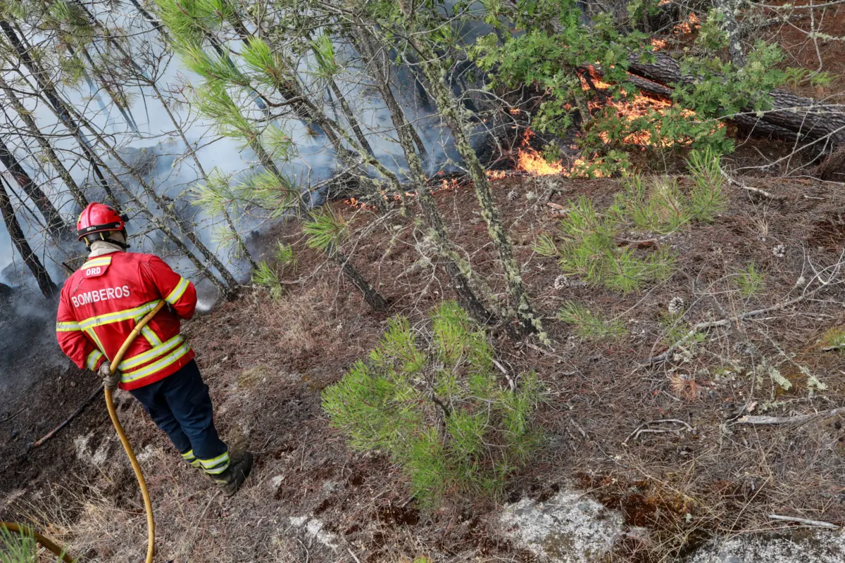 Imagem de contexto do artigo Fogo de Trancoso consumiu quase 14 mil hectares