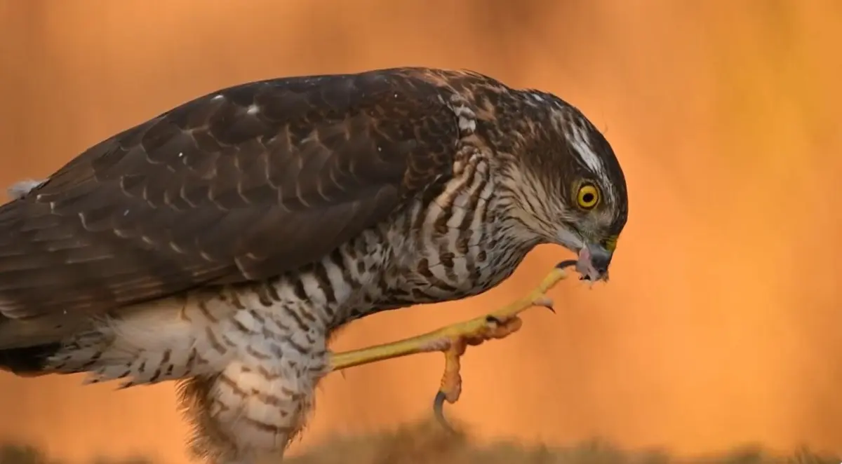 Imagem de contexto do artigo Documentário "Côa Mais Selvagem" conquista ouro em África do Sul