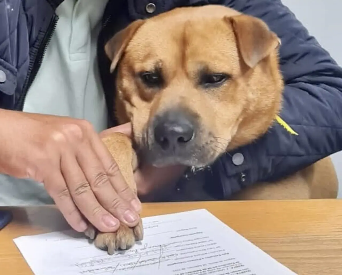 Boris Baguim assinou um contrato de trabalho sem termo em setembro de 2023