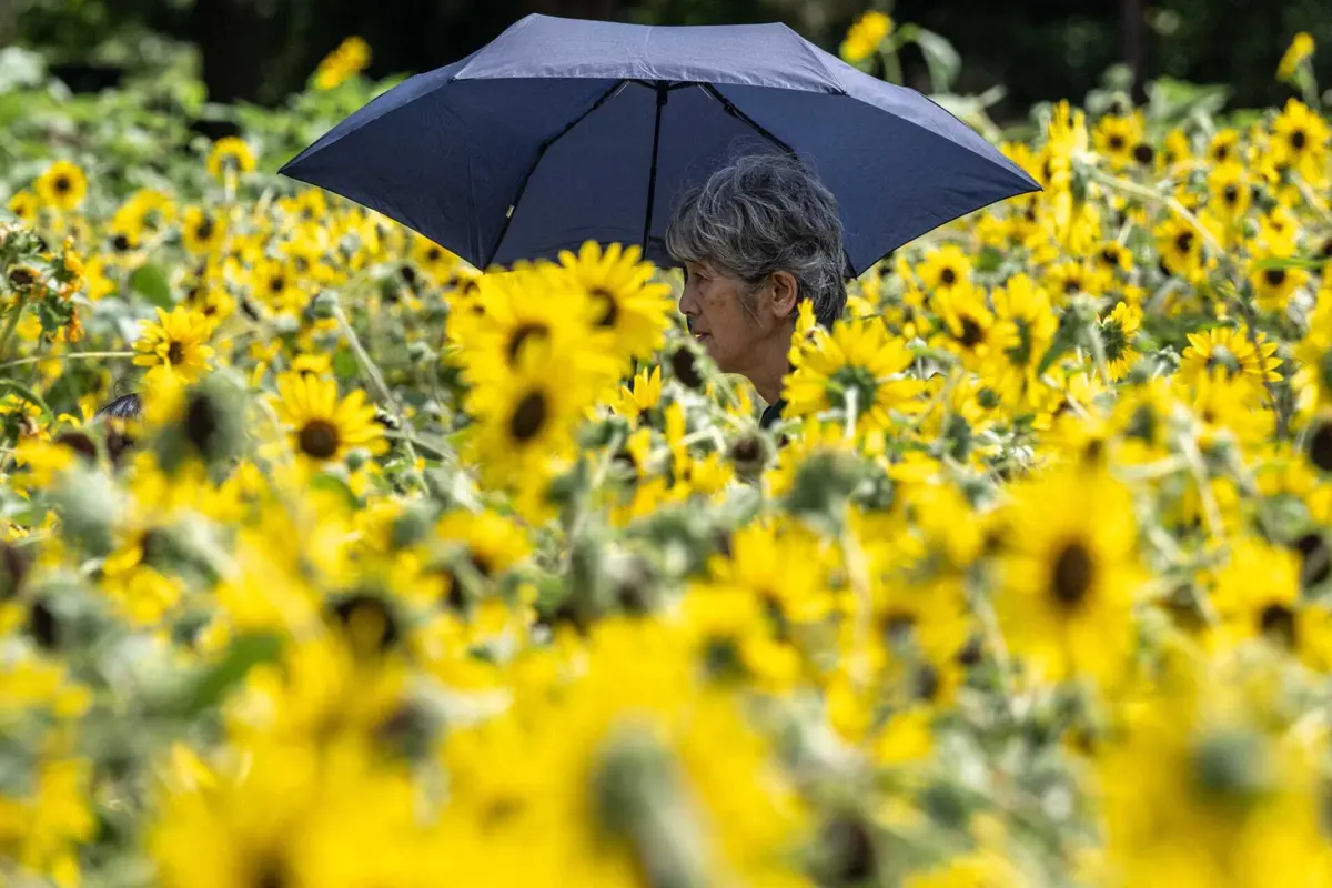 Imagem de contexto do artigo Onda de calor oriunda do Pacífico: Japão regista temperaturas recorde em julho