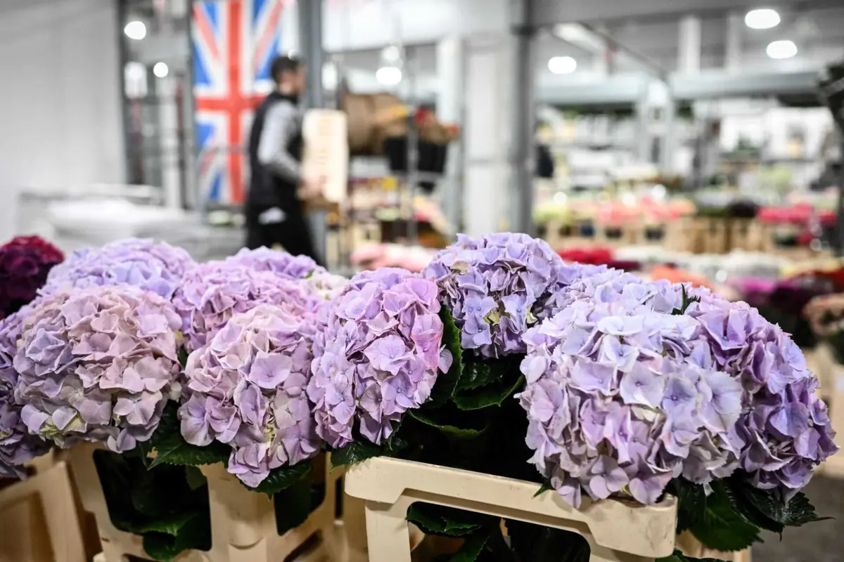 A iniciativa do Chega recomenda que seja proibida a remoção da hortênsia de quaisquer locais públicos
