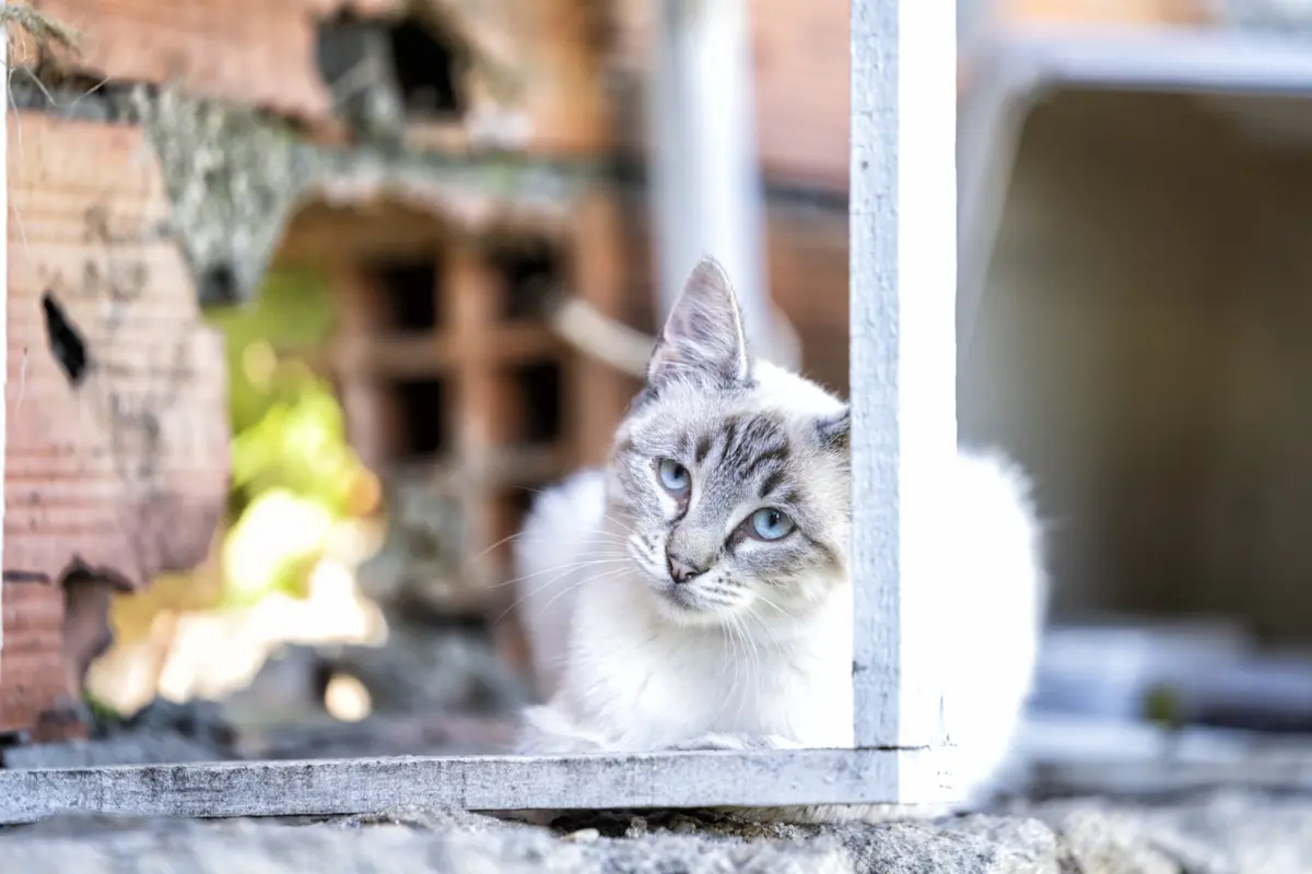 Fernando Ferreira assegura que o que aconteceu aos gatos não foi "obra do acaso"