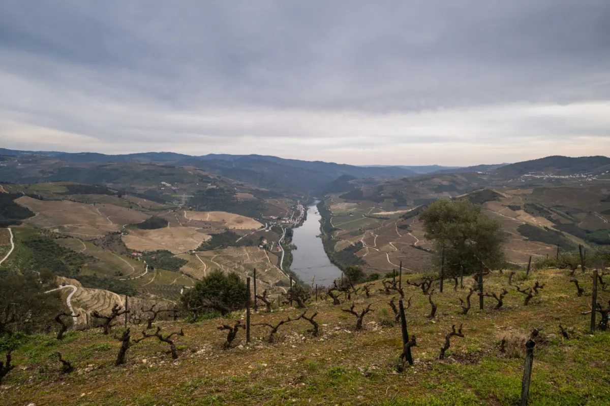 Imagem de contexto do artigo Viticultores do Douro protestam contra corte na produção de vinho do Porto