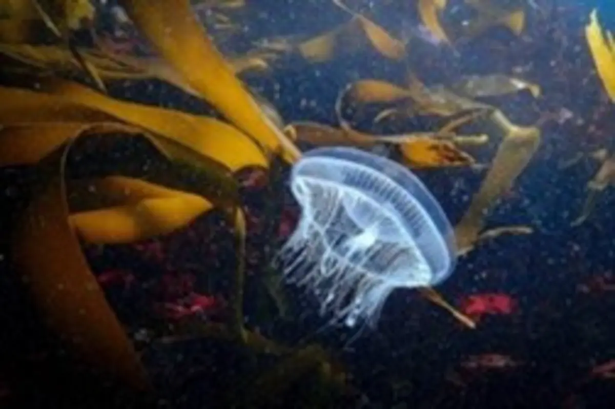 Imagem de contexto do artigo Futuro dos oceanos discutido em Matosinhos