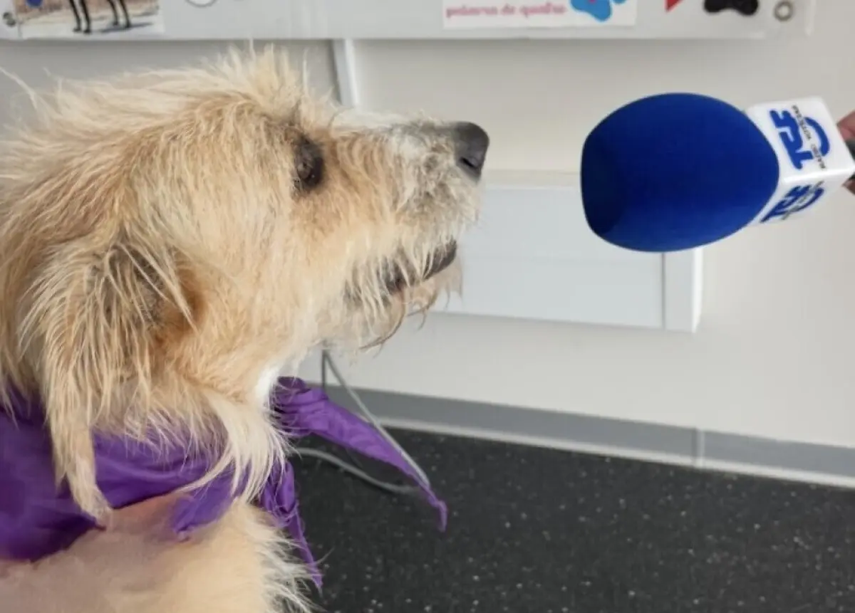 A mascote do CROA chama-se Farrusca