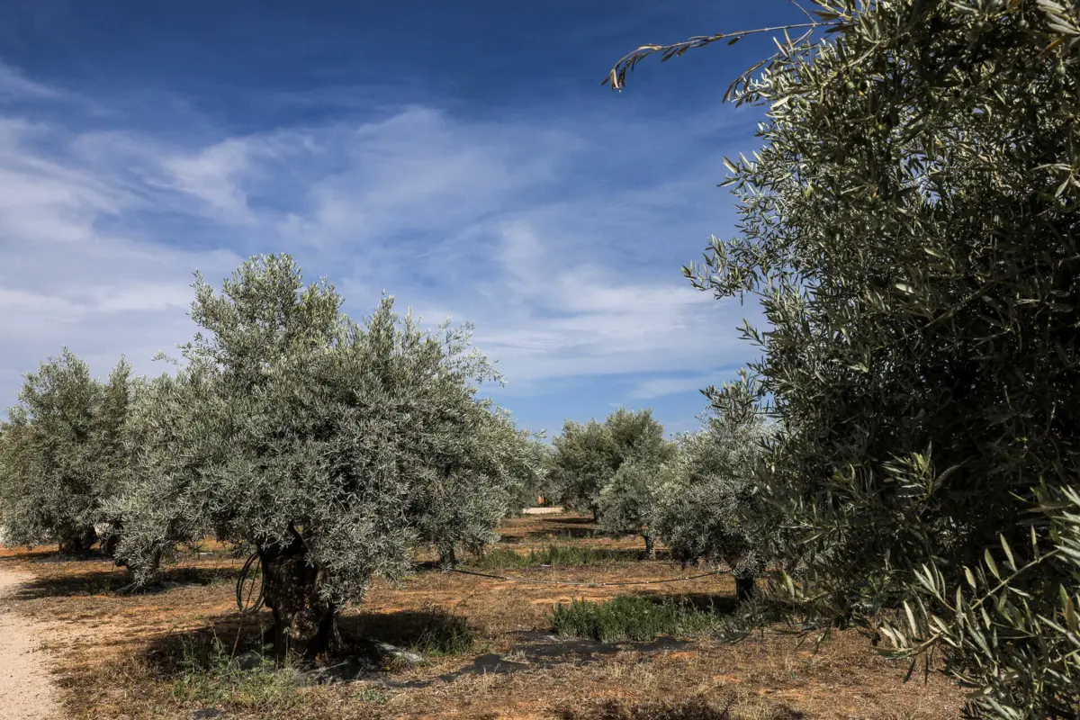 Imagem de contexto do artigo Mais unidos para “Saborear o Algarve”