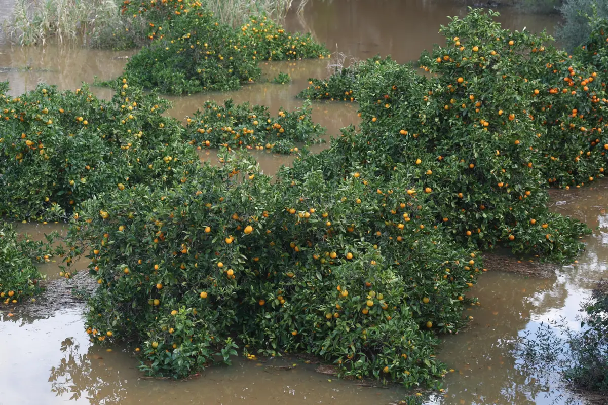 Imagem de contexto do artigo Agricultores de Odemira estimam prejuízos na ordem dos 30 milhões de euros após temporal