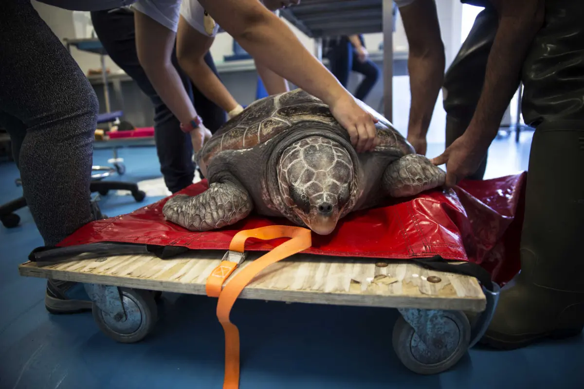 Imagem de contexto do artigo Marinha e Zoomarine libertam quinta-feira duas tartarugas ao largo de Portimão