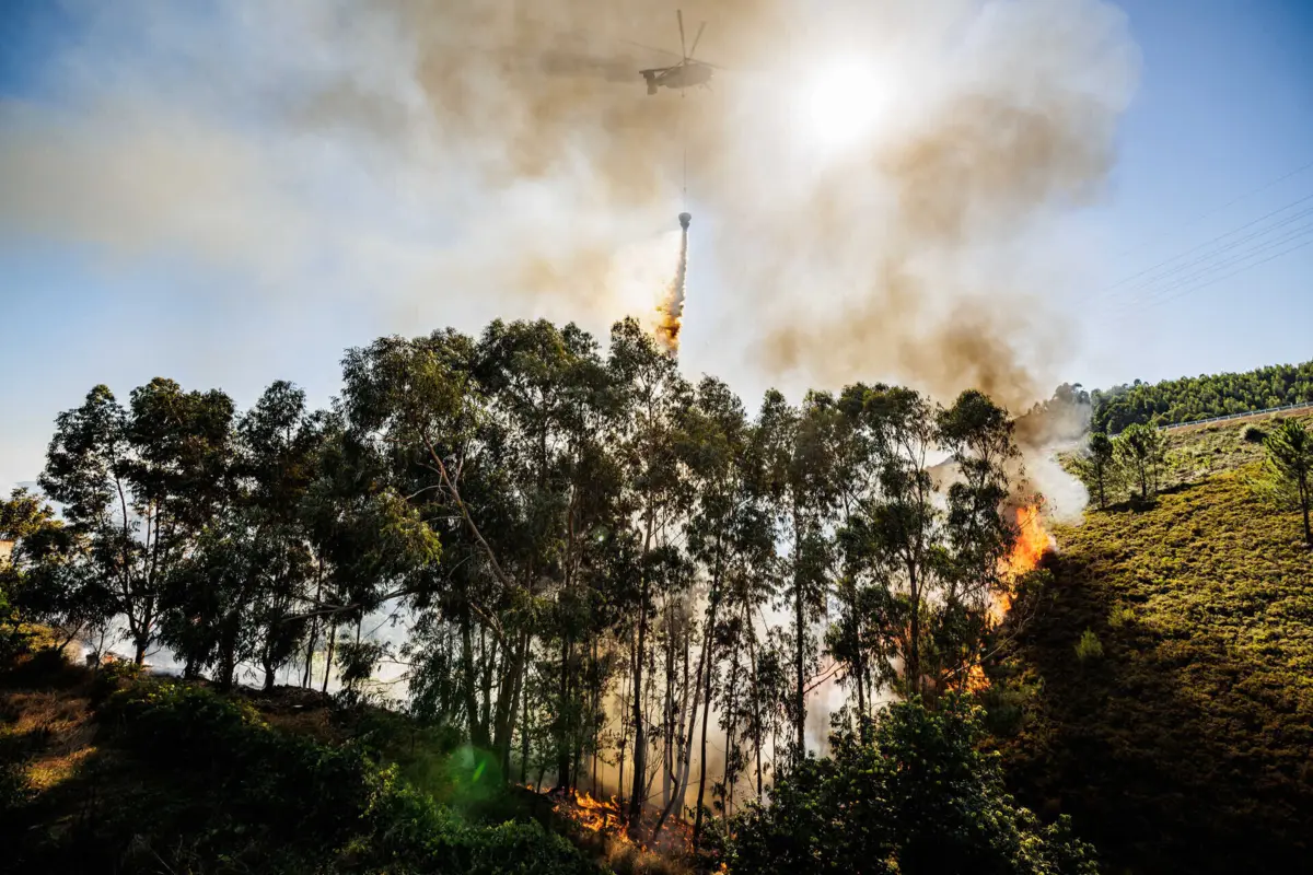Imagem de contexto do artigo Empresas florestais pedem compensação por paragem forçada devido aos incêndios