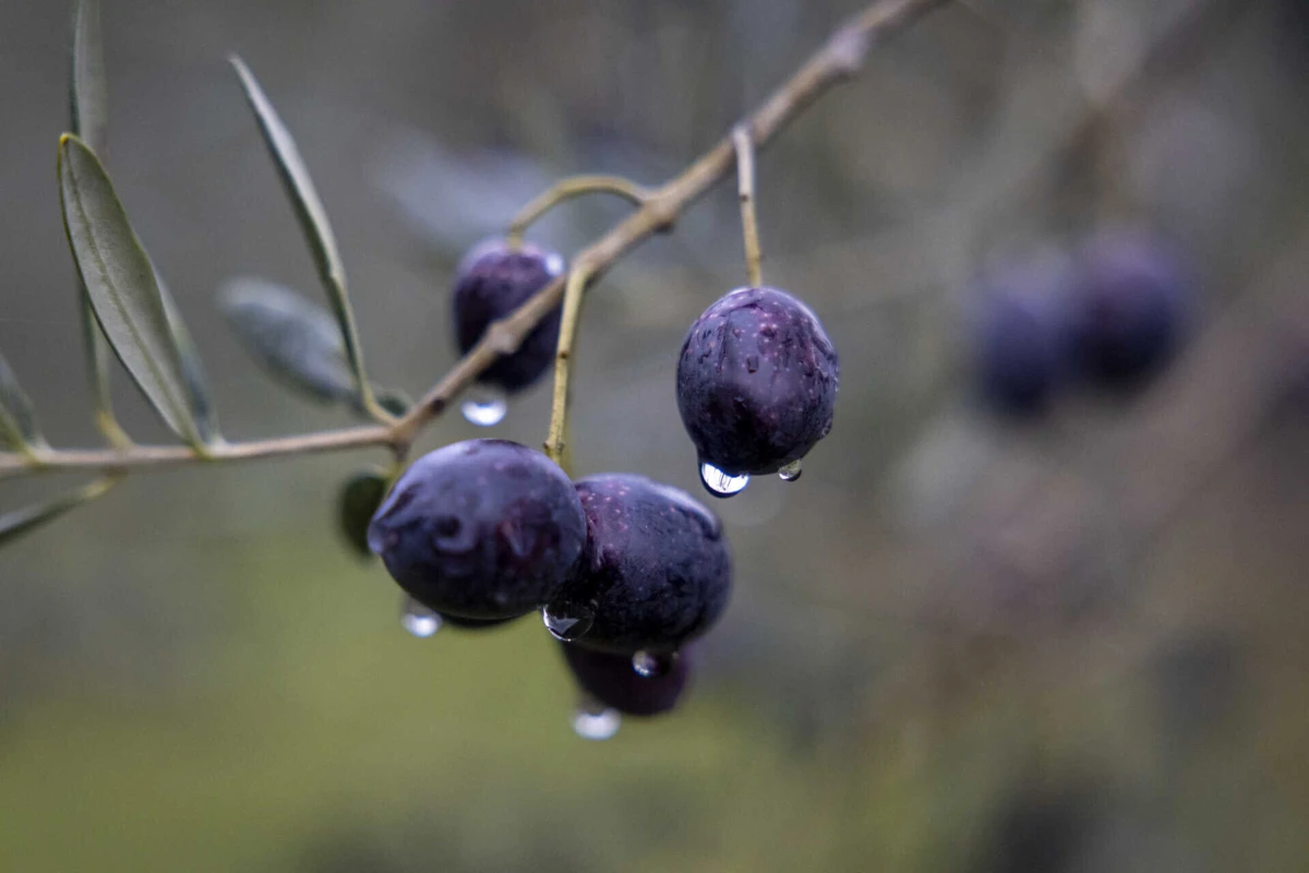 Imagem de contexto do artigo Agricultores do Oeste já pensam em produzir azeite