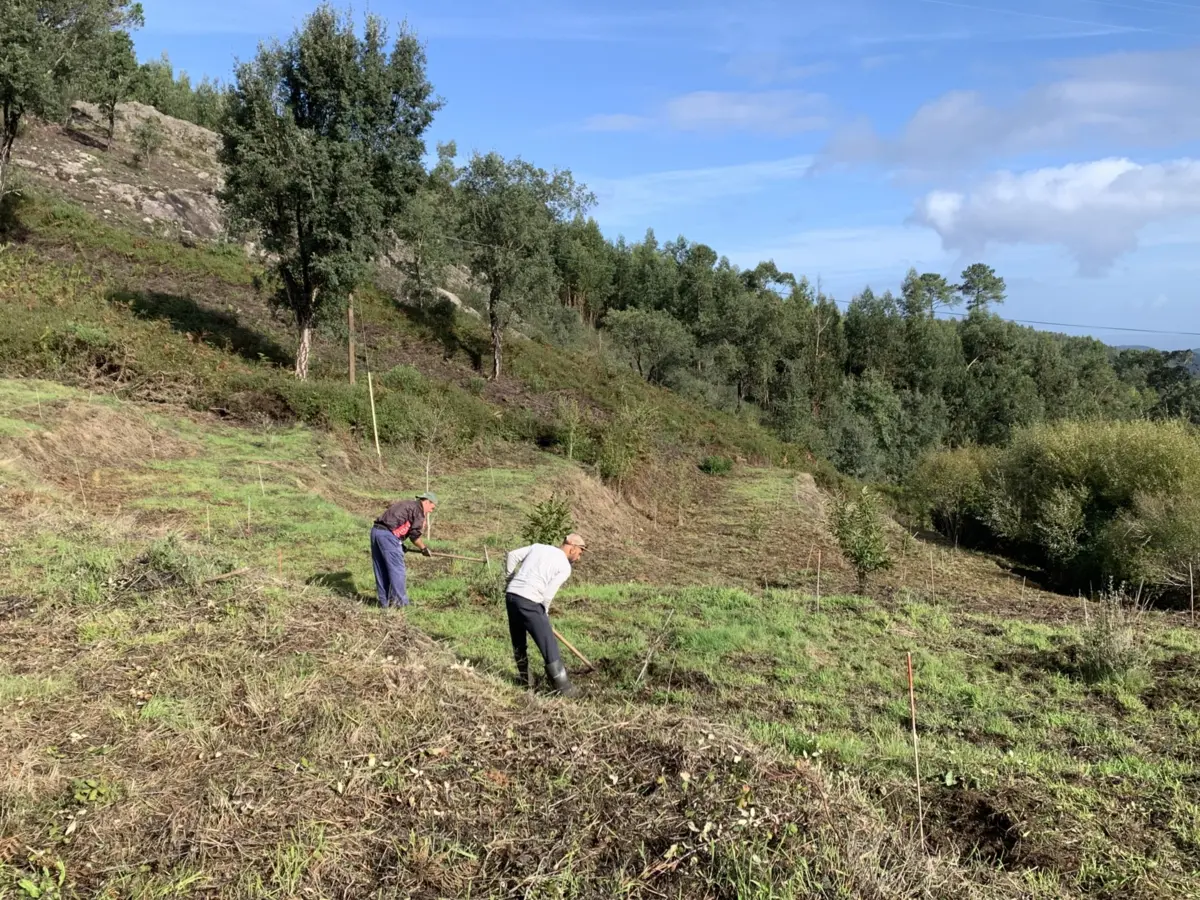 Imagem de contexto do artigo "Recuperar o acreditar": Renature Monchique já plantou 500 mil árvores mais resistentes ao fogo