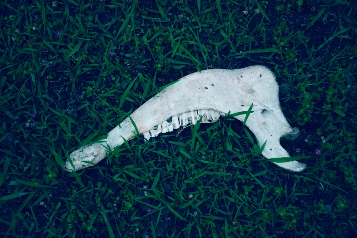 Imagem de contexto do artigo Investigação no Algarve. Como a medula óssea de animais permitiu ao homem pré-histórico sobreviver ao clima extremo