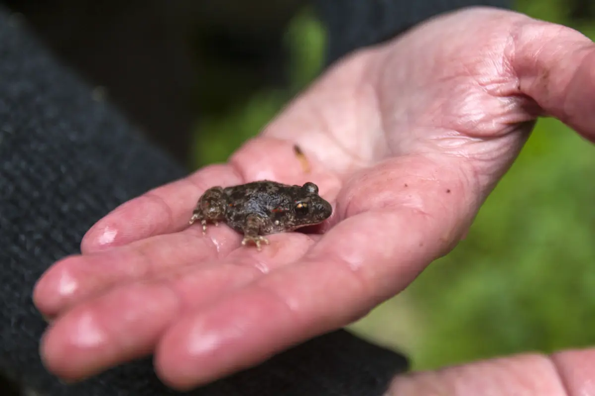 Imagem de contexto do artigo Os sapos também não gostam de enxurradas