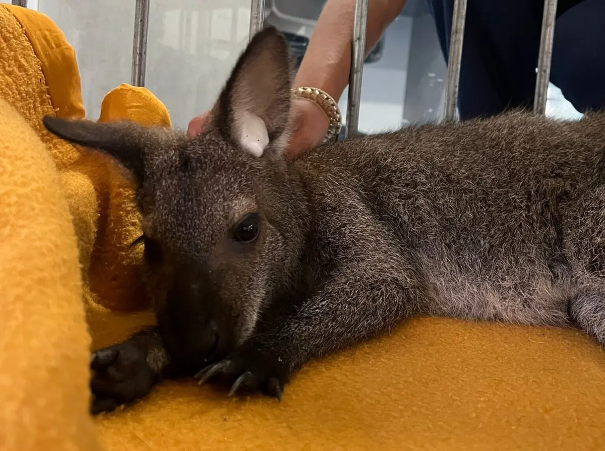 Imagem de contexto do artigo Veja o vídeo. Canguru à solta em Almada já foi capturado