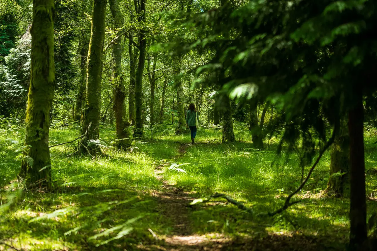 Imagem de contexto do artigo Capacidade "regenerativa" e de "restauro". Como o musgo pode dar uma nova vida aos solos depois dos incêndios