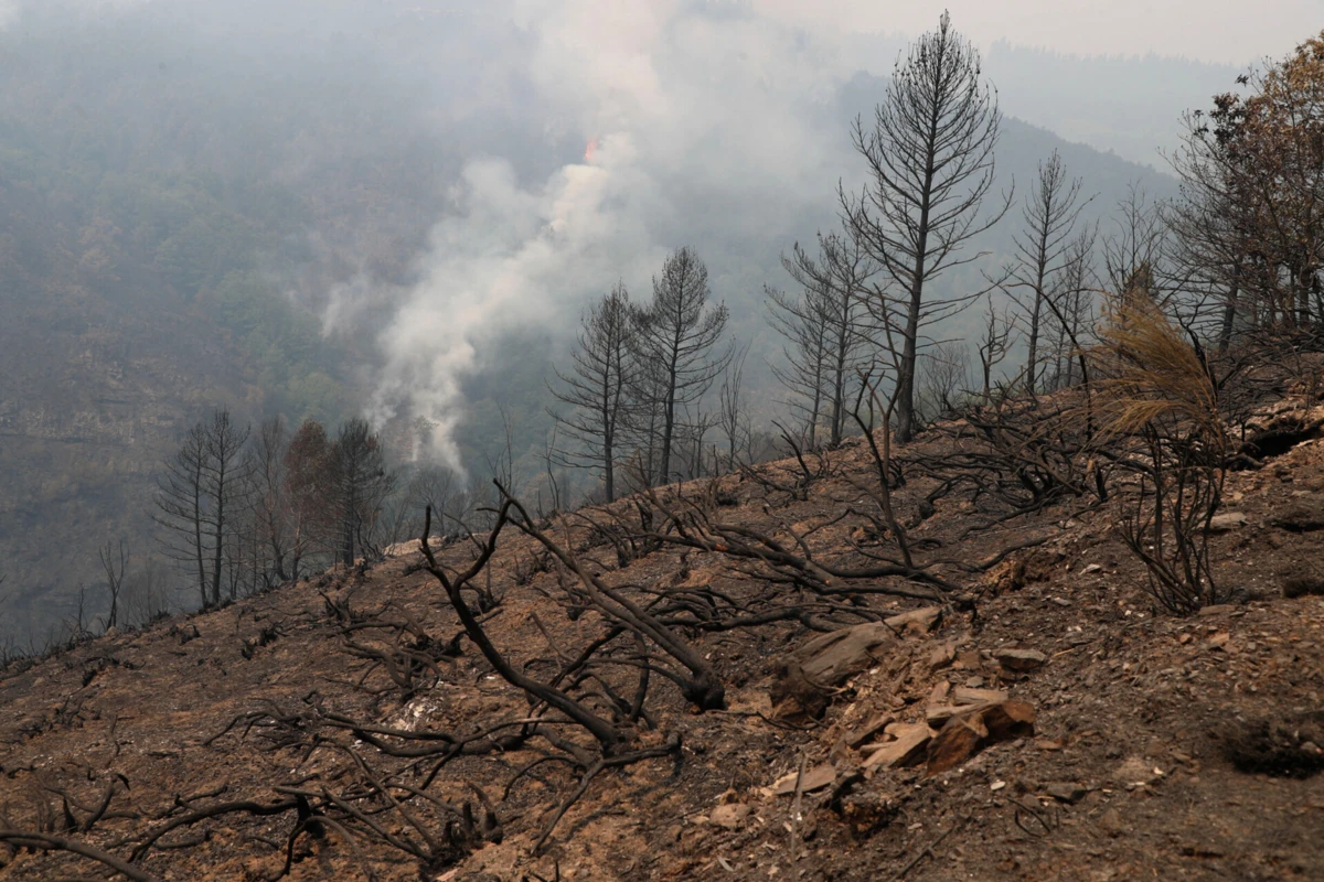 Imagem de contexto do artigo Incêndios: Proteção Civil registou 73 ocorrências e avalia manter prontidão especial até domingo