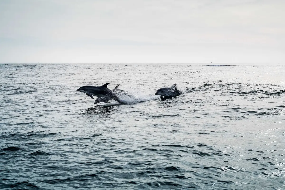 Imagem de contexto do artigo Observação de golfinhos condicionada na entrada do Estuário do Sado em agosto