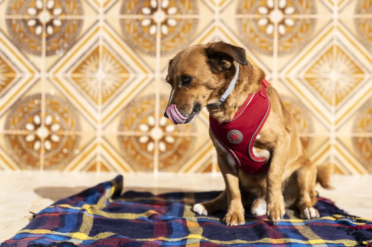 Imagem de contexto do artigo Polícia suíça resgata dois cães sequestrados com pedido de resgate milionário