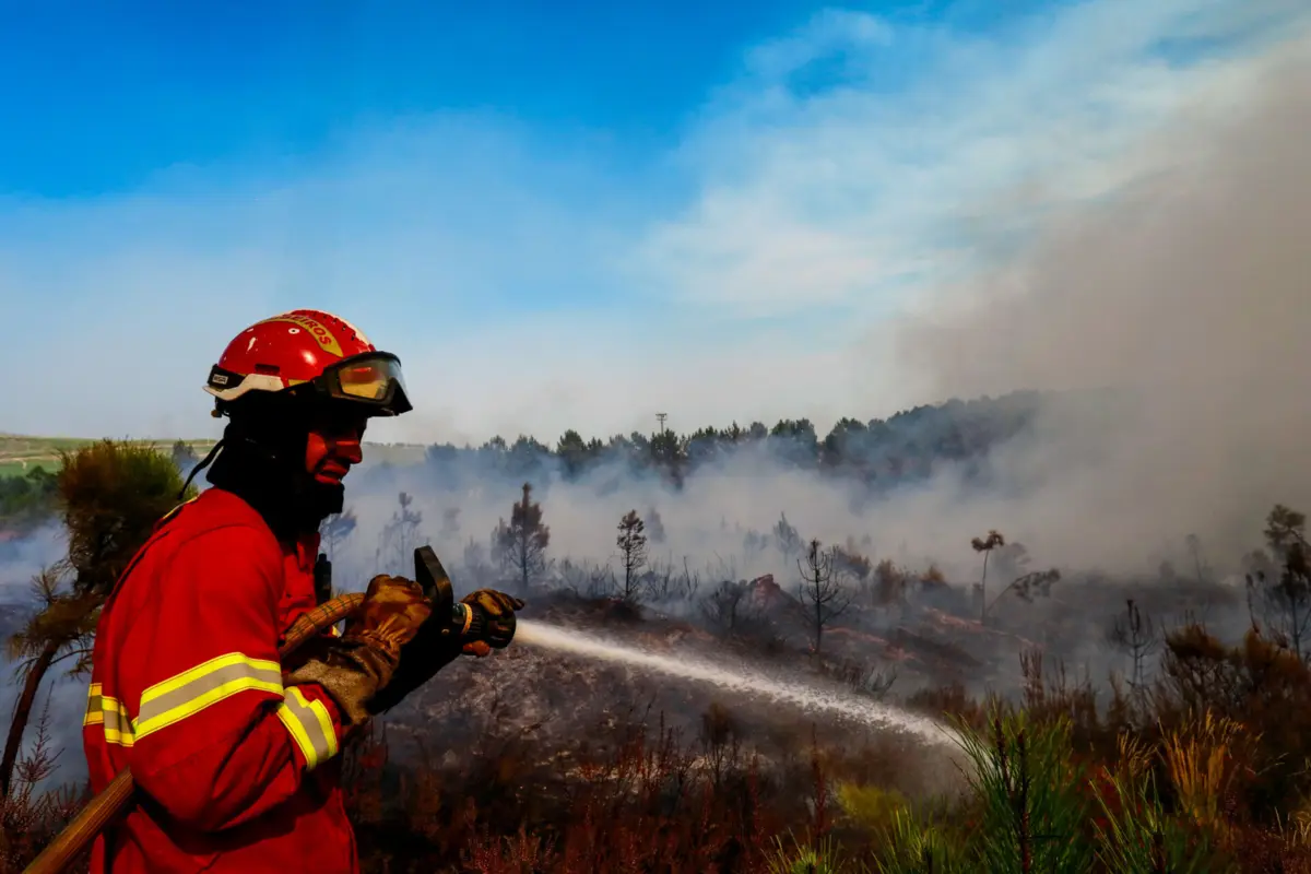Imagem de contexto do artigo Autarca de Castelo Branco espera que Conselho de Ministros "reflita" sobre "verdadeiro plano de reordenamento da floresta"