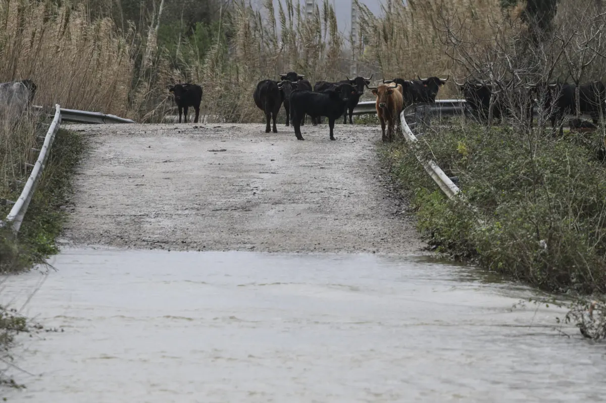 Imagem de contexto do artigo Montemor-o-Velho respira de alívio, mas mantém vigilância junto ao rio