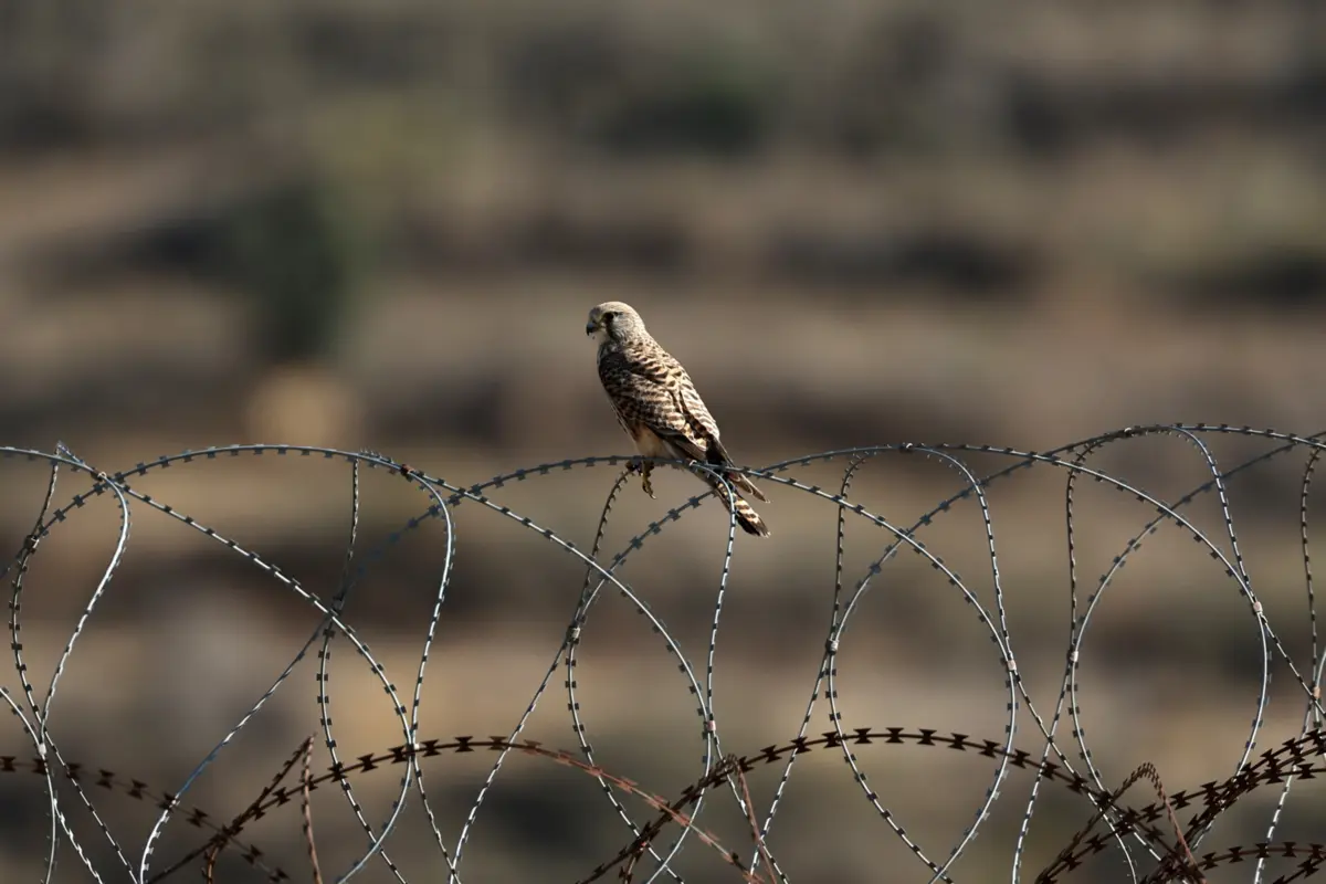 O debate sobre Defesa será em direto na TSF, depois das 13h00 desta terça-feira