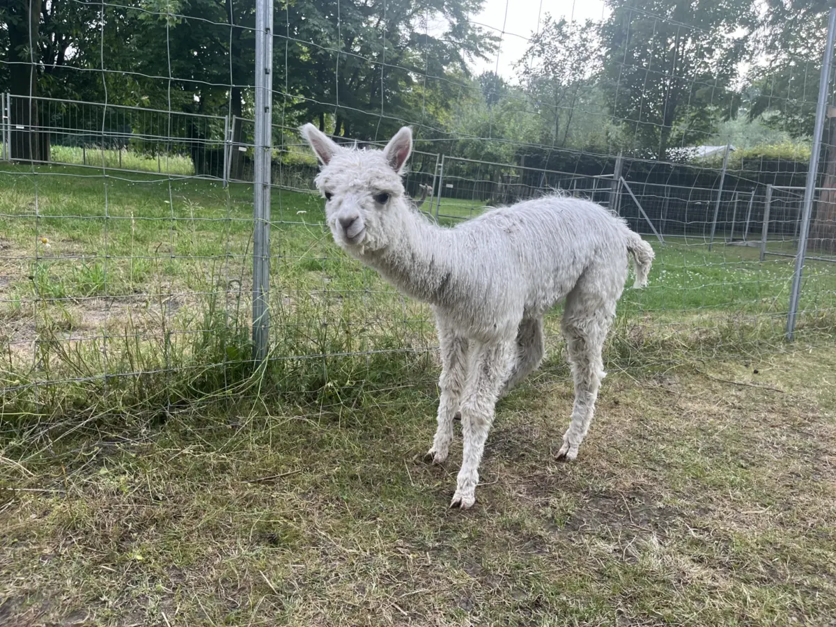 A alpaca batizada de Ronaldo