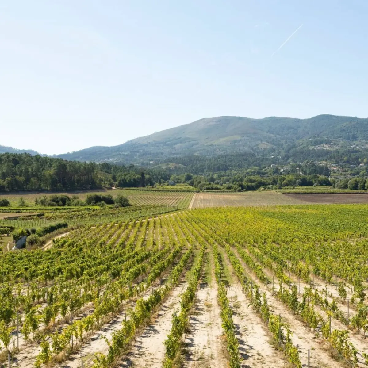 A edição deste ano tem curadoria de Paulo Cunha e de Tiago Fernandes