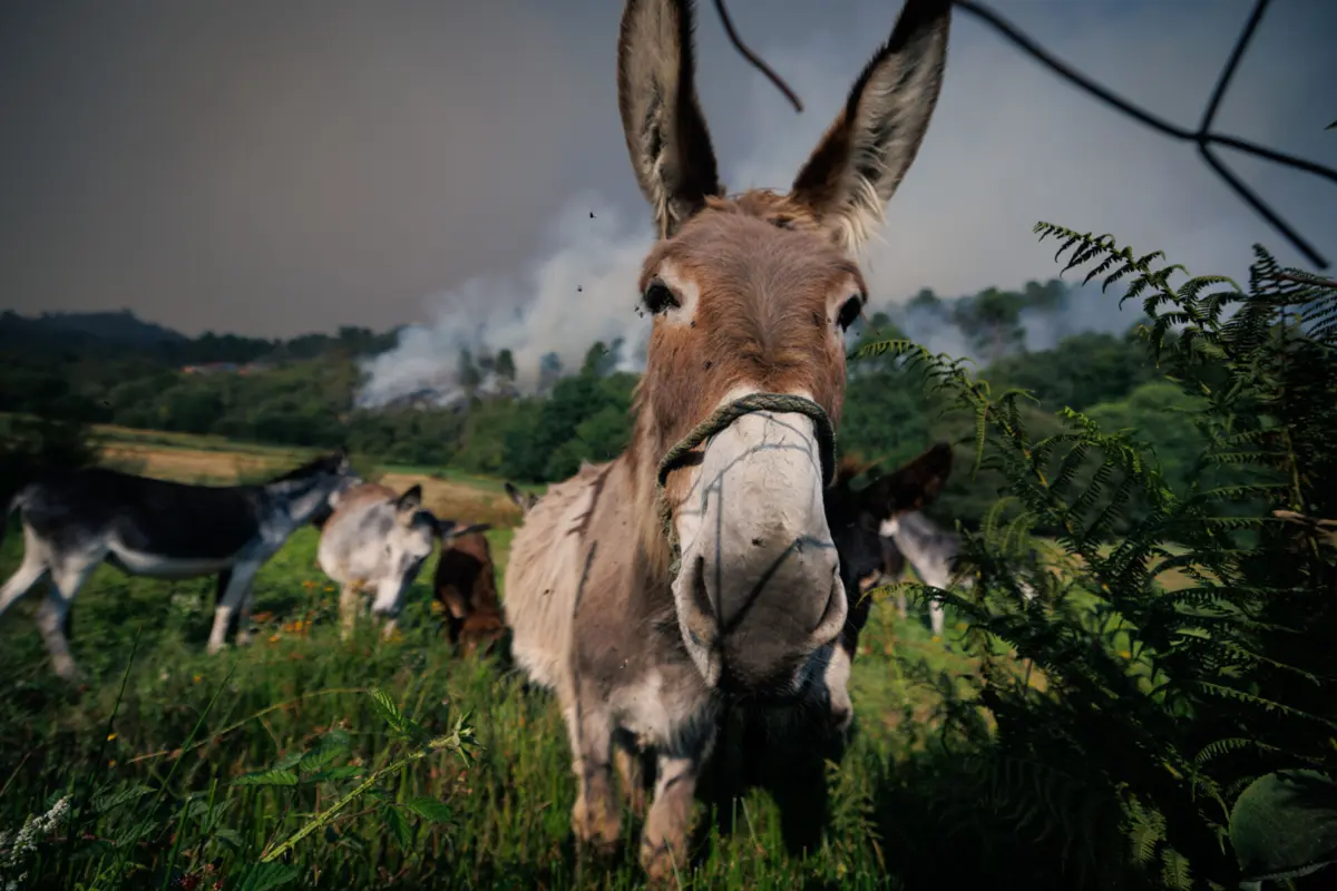 Imagem de contexto do artigo IRA resgata mais de 270 animais dos incêndios de Vila Real, Arouca e Ponte da Barca em três dias